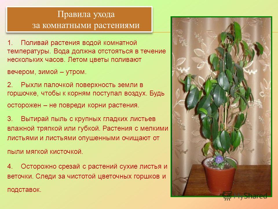 Уход за комнатными цветами в домашних условиях названия цветов Уход за комнатными цветами в домашних условиях названия цветов