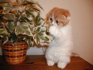 cat_eating_plant-300x225